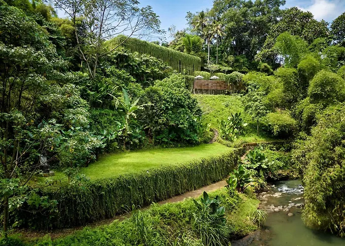 Chameleon Bali *
